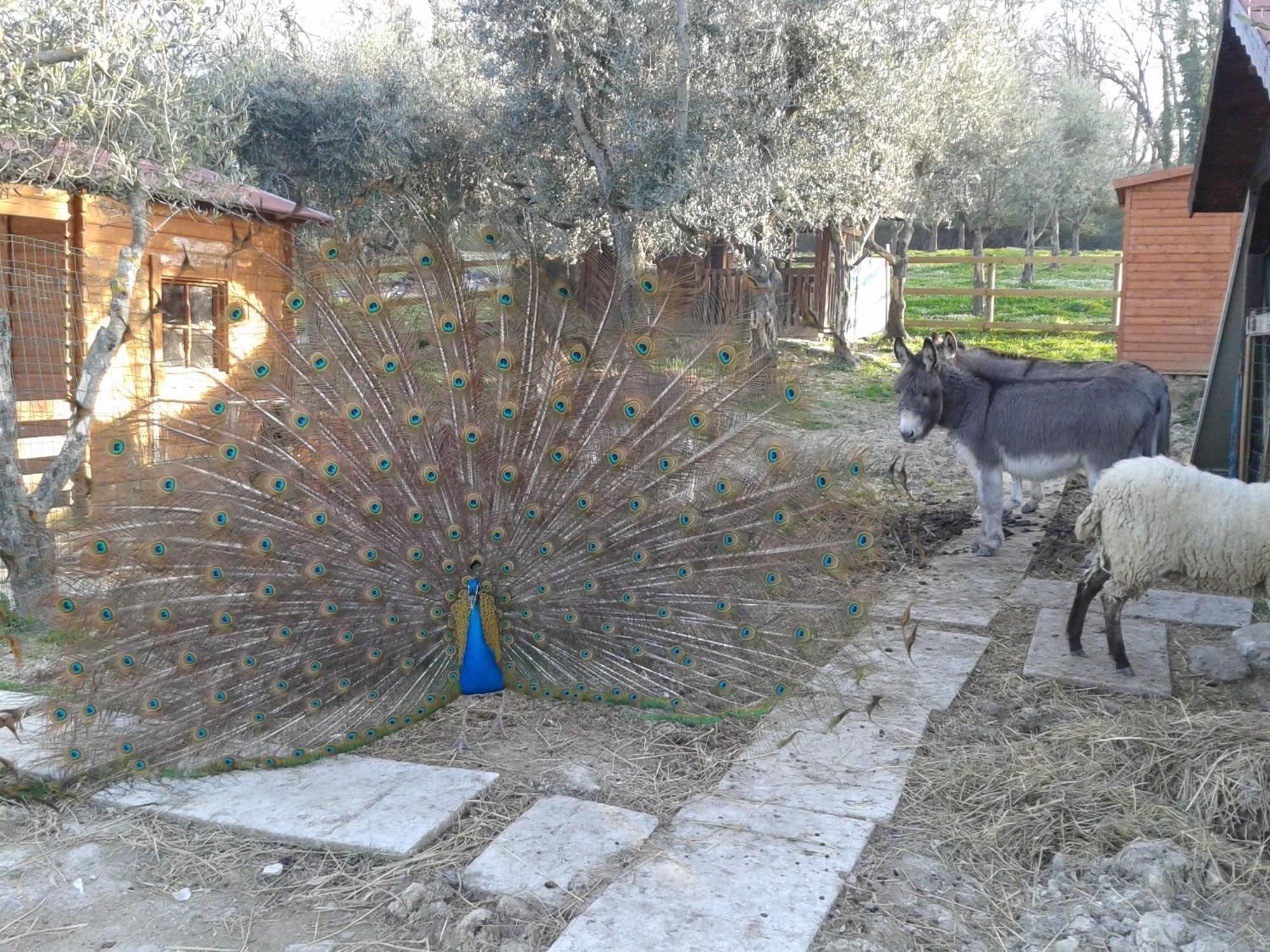 Garden Village San Marino Kültér fotó